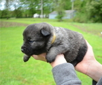Puppy Greyson Norwegian Elkhound