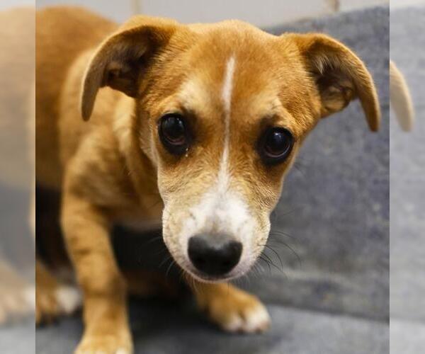 Medium Photo #1 American Staffordshire Terrier-Unknown Mix Puppy For Sale in San Antonio, TX, USA