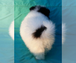 Small Photo #9 Pomeranian Puppy For Sale in WEST PALM BEACH, FL, USA