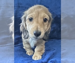Dachshund Puppy for sale in MEMPHIS, TN, USA