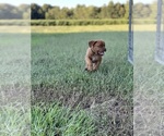 Small Photo #4 Dogue de Bordeaux Puppy For Sale in BOYKINS, VA, USA