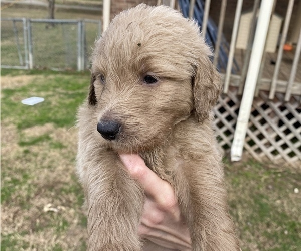 Medium Photo #6 Goldendoodle Puppy For Sale in ARKOMA, OK, USA