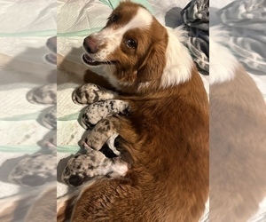 Mother of the Miniature Australian Shepherd puppies born on 01/25/2023