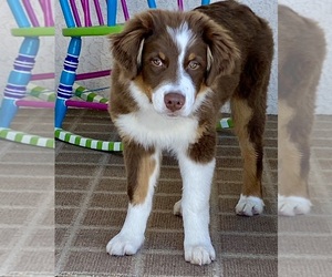 Australian Shepherd Puppy for sale in COLORADO SPRINGS, CO, USA