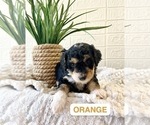 Puppy Orange Miniature Bernedoodle