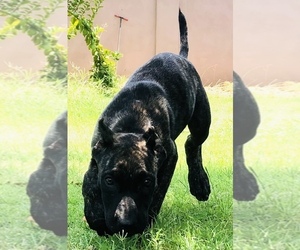 Medium Presa Canario