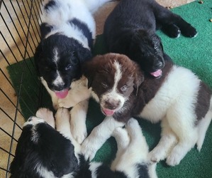 Newfoundland Litter for sale in THOMASVILLE, NC, USA