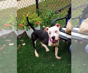 Diamond - Female American Pit Bull Terrier-Unknown Mix Dog for Adoption - Photo #3