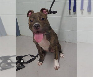 Mutt Dogs for adoption in Augusta, GA, USA