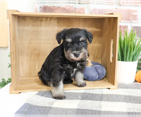 Medium Photo #3 Schnauzer (Miniature) Puppy For Sale in SYRACUSE, IN, USA
