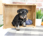 Small #2 Schnauzer (Miniature)