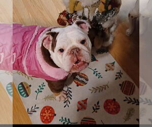 Izzy - Female Bulldog Dog for Adoption - Photo #3