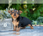 Small Photo #3 Yorkshire Terrier Puppy For Sale in KIRKWOOD, PA, USA