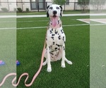 Small Photo #15 Dalmatian Puppy For Sale in KATY, TX, USA