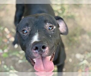American Pit Bull Terrier-Unknown Mix Dogs for adoption in Tulsa, OK, USA