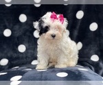 Small Photo #11 Maltipoo Puppy For Sale in LAKELAND, FL, USA