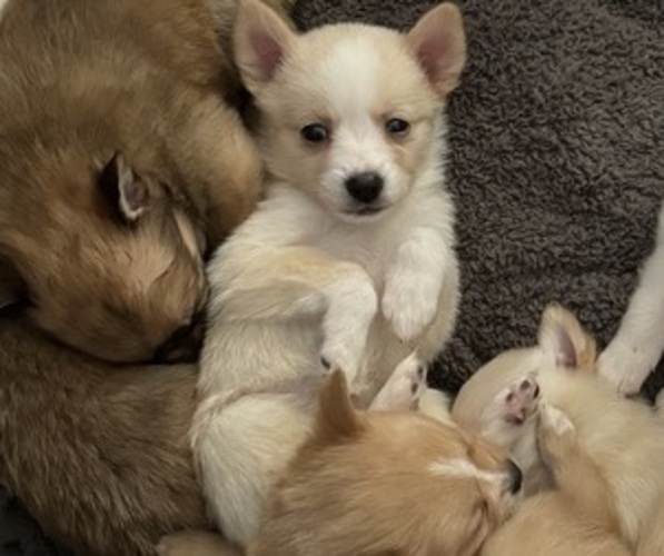 Medium Photo #1 Pomimo Puppy For Sale in SYRACUSE, NY, USA