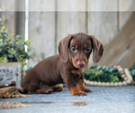 Small Photo #7 Dachshund Puppy For Sale in GREENWICH, OH, USA
