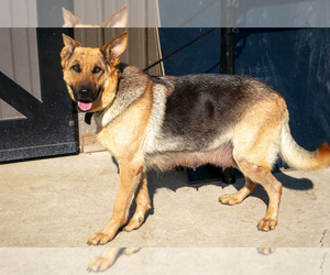 Mother of the German Shepherd Dog puppies born on 09/26/2025