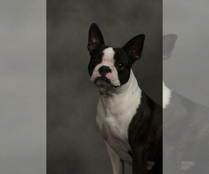 Mother of the Boston Terrier puppies born on 04/28/2025