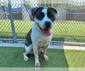 American Staffordshire Terrier-Unknown Mix Dogs for adoption in Grand Prairie, TX, USA