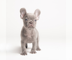 French Bulldog Puppy for sale in CORAL SPRINGS, FL, USA