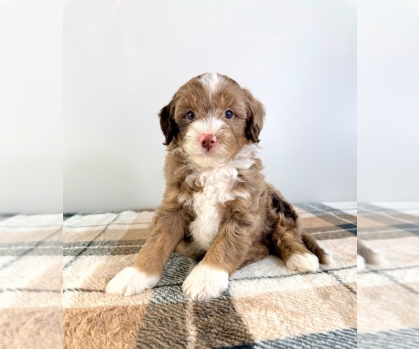 Medium Photo #5 Bernedoodle (Miniature) Puppy For Sale in GREENFIELD, IN, USA