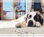 Small Photo #1 Saint Bernard Puppy For Sale in DIVIDE, CO, USA