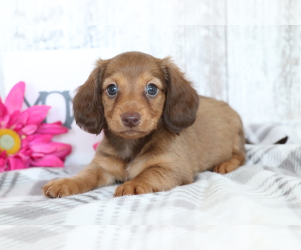 Medium Photo #2 Dachshund Puppy For Sale in SHILOH, OH, USA