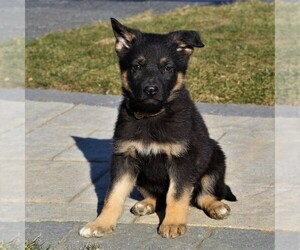 German Shepherd Dog Puppy for sale in EPHRATA, PA, USA