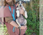 Small #3 Australian Shepherd-German Shepherd Dog Mix