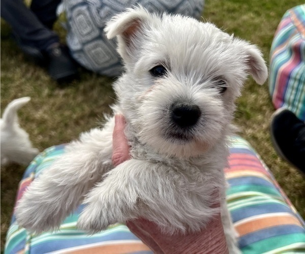 Medium Photo #8 West Highland White Terrier Puppy For Sale in PHOENIX, AZ, USA
