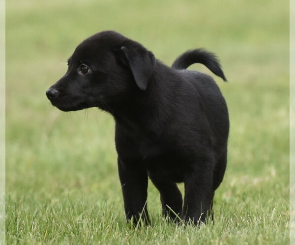 Medium Photo #5 Borador Puppy For Sale in Mechanicsburg, PA, USA