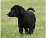 Small #4 Borador