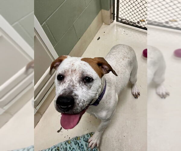 Medium Photo #2 Mutt Puppy For Sale in Webster, WI, USA