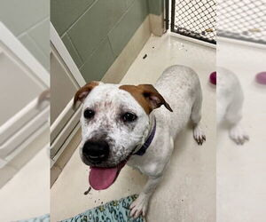 Mutt Dogs for adoption in Webster, WI, USA