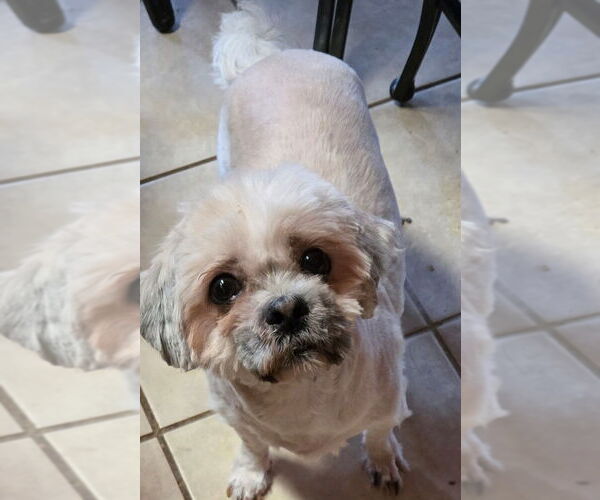 Medium Photo #2 Shih Tzu Puppy For Sale in San Antonio, TX, USA