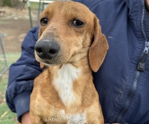 Father of the Dachshund puppies born on 05/26/2026
