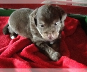 Aussiedoodle-Aussiedoodle Miniature Mix Puppy for sale in HAZLETON, IA, USA