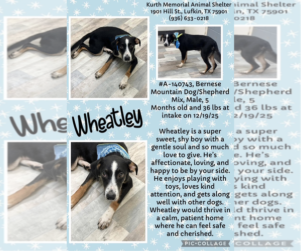 Medium Photo #1 Mutt Puppy For Sale in Woodbury, NY, USA