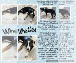 Mutt Dogs for adoption in Woodbury, NY, USA