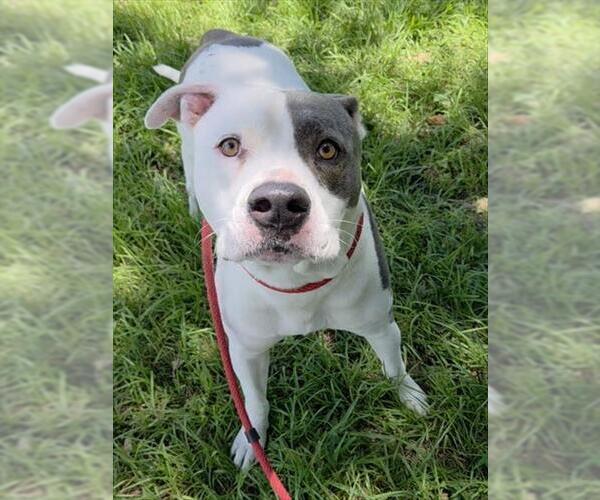 Medium Photo #2 American Staffordshire Terrier Puppy For Sale in Fort Lauderdale, FL, USA