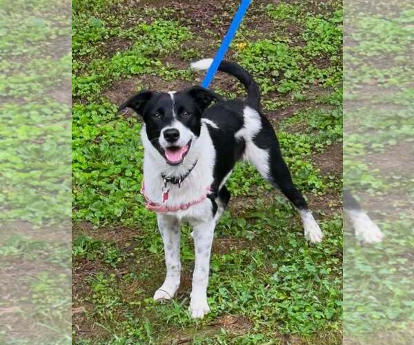 Medium Photo #2 Border Collie-Unknown Mix Puppy For Sale in Highland, IL, USA