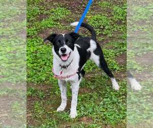 Border Collie-Unknown Mix Dogs for adoption in Highland, IL, USA