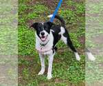 Small #1 Border Collie Mix