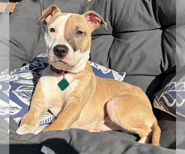 Medium Photo #2 Mutt Puppy For Sale in Clarkston, MI, USA