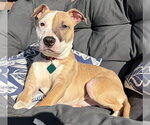 Small #1 Mutt