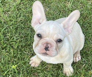 French Bulldog Puppy for sale in MIAMI, FL, USA