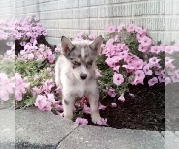 Medium Photo #3 Pomsky Puppy For Sale in HOLMESVILLE, OH, USA