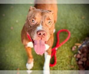 Staffordshire Bull Terrier Dogs for adoption in Orlando, FL, USA